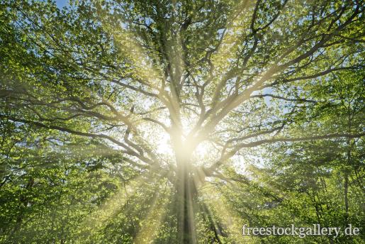 Sonnenstrahlen strahlen durch einen Baum