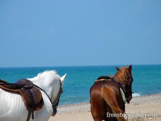 Lizenzfreies Foto von einem Strand mit zwei Pferden