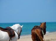 Kostenloses Bild von einem Strand mit Pferden