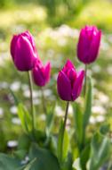 Tulpen auf einer grÃ¼nen Wiese - gratis Fotos zum Runterladen