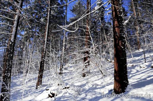 Verschneite BÃ¤ume im Wald an einem Hang