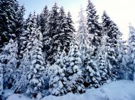 Verschneite Tannen - Winterbild kostenlos