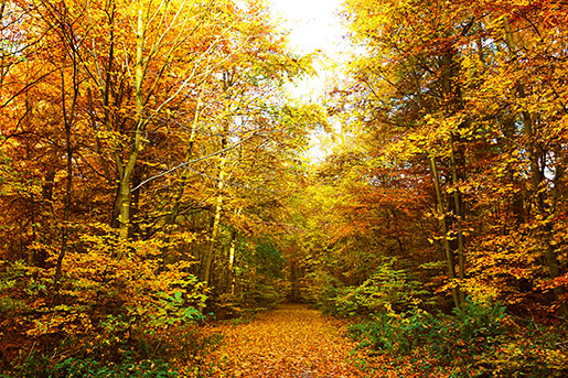 LaubbÃ¤ume mit bunten BlÃ¤ttern im Wald - Herbst 