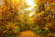 Wald im Herbst - gratis Foto zum Download | freestockgallery