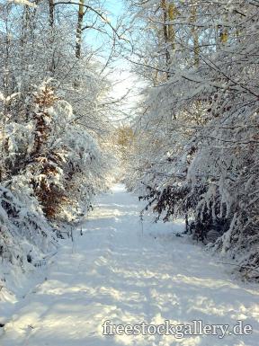 Verschneiter Weg mitten im Wald - Weg im Schnee