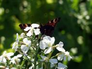WeiÃŸe BlÃ¼ten mit Schmetterling - Gratis Bild