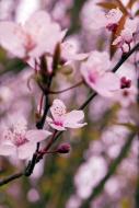 Zarte Blüten in Retro - kostenlose Bilder | freestockgallery