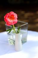Rote Blume in einer weiÃŸen Vase - kostenloses Bild