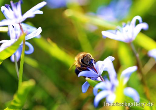 Biene auf einer Blume und trinkt Nektar