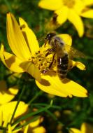 Biene auf einer gelben Blume - kostenlose Fotos und Bilder
