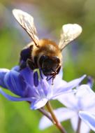 Biene als Nahaufnahme - kostenloses Bild