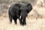 Elefant - Kostenloses lizenzfreies Bild