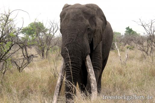 Elefant mit groÃŸen StoÃŸzÃ¤hnen in Afrika