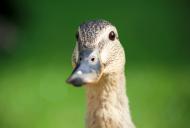 Ente blickt in die Kamera - gratis Foto | freestockgallery