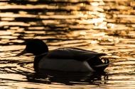 Ente beim Sonnenuntergang - kostenloses Bild | freestockgallery