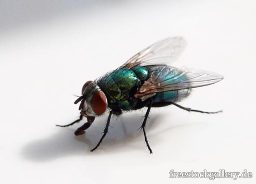 Fliege in Nahaufnahme