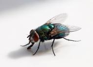 Fliege in Nahaufnahme  - kostenloses Bild | freestockgallery