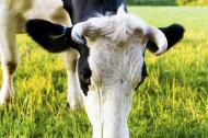 Kuh von vorne beim Weiden - kostenlose lizenzfreie Bilder