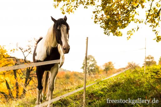 Pferd im Herbst auf der Koppel