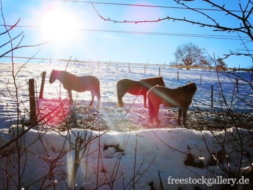 Pferde im Winter auf der Koppel