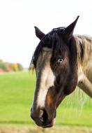 Pferdekopf als Nahaufnahme - gratis Pferdefoto zum Download