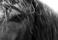 Pferdekopf mit MÃ¤hne und Auge - Schwarz-weiÃŸ Bild