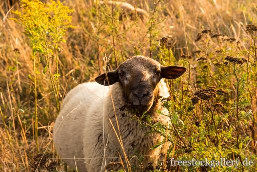 Schaf auf der Weide in der Natur