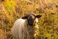 Schaf in der Natur - kostenloses Bild | freestockgallery