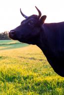 Schwarze Kuh mit HÃ¶rnern - gratis Foto zum Download