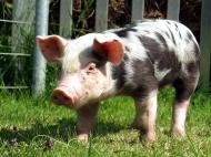Kleines Schweinchen -  Bild kostenlos lizenzfrei