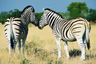 Zwei Zebras in der Savanne - Foto zum Download