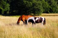 Zwei Pferde auf der Weide - gratis Foto zum Download