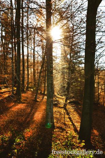 Foto Herbststimmung im Wald - Sonnenlicht Sonnenstrahlen -kostenloses BIld
