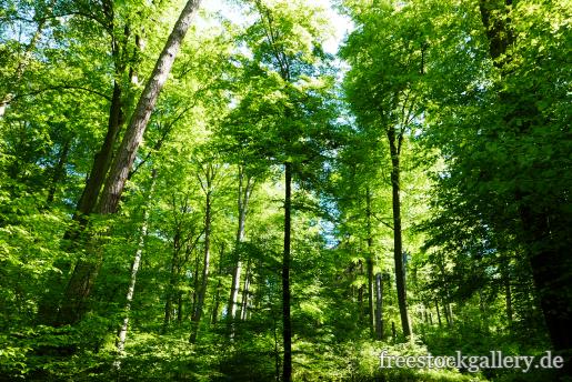 Laubwald Wald grün