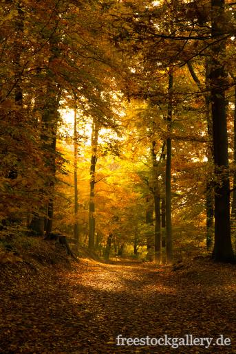 Bild Lichtdurchfluteter Waldweg im Herbst - Herbstfarben