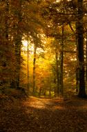 Lichtdurchfluteter Waldweg im Herbst - gratis Foto