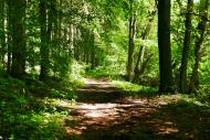 Weg im Wald, Waldweg - kostenloses Foto