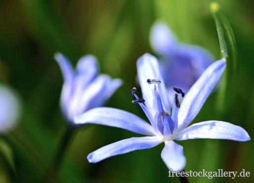 Zarten blaue Blume - Nahaufnahme, Makronild