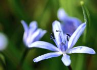 Blaue Blume - Makro-Bild zum gratis Downloaden