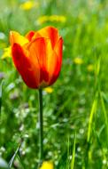 Gelb rote Tulpe - Foto zum freien Download | freestockgallery