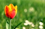 Gelb rote Tulpe auf einer Wiese - Bild zum Download