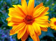 Gelbe Blume â€“ gratis Foto zum Download | freestockgallery