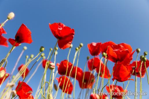 Klatschmohn - rote Blumen und blauer Himmel