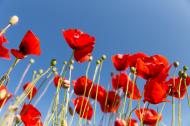 Klatschmohn - rote Blumen und blauer Himmel - gratis Foto