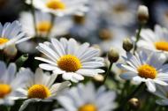 Margeriten Blumen - kostenloses Bild | freestockgallery