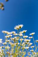 Margeritenblumen  - Naturbild zum gratis Download 