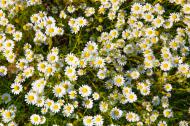 Margeritenblumen von oben - Blumenwiese - gratis Foto