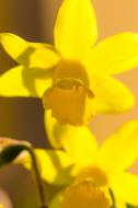 Osterglocken - Blumen Foto zum freien Download
