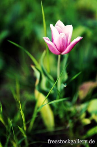 Kleine rosa Tulpe auf einer grÃ¼nen Wiese