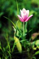 Kleine rosa Tulpe - gratis Blumenbild zum Download